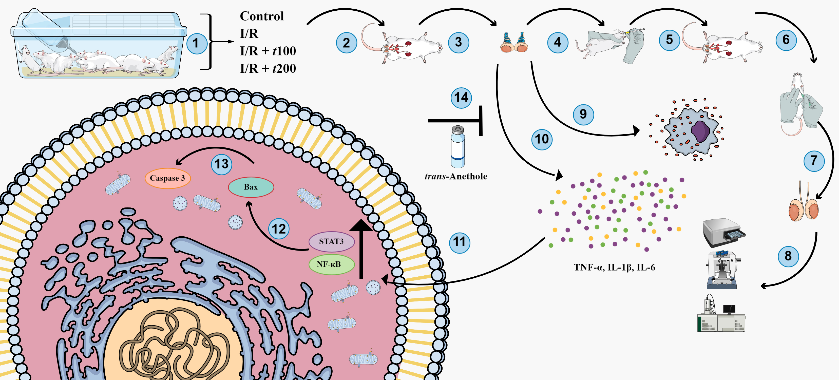 Graphical illustration of the study design and molecular
signaling during gonadoprotective effect of trans-Anethole.
Twenty-eight animals divided into 4 groups (1). The rats in I/R, I/R +
t100 and I/R + t200 groups were deep anesthetized (2) and
exposed to bilateral testicular ischemia (3) for 3 hours. The animals in I/R +
t100, I/R + t200 groups received 100 or 200 mg/kg
trans-Anethole at the 2nd hour of ischemia (4). After ischemia, the rats
in I/R, I/R + t100, I/R + t200 groups received a surgery for
induction of 3 h long reperfusion (5). At the end of the experiment all animals
were sacrificed (6) through exsanguination. Testis samples were received (7), and
used for microscopic, biochemical and molecular analyses (8). Our observations
indicated that I/R led to upregulation of oxidative stress (9) and release of
pro-inflammatory cytokine (10) which leads to upregulation of STAT3 and
NF-κB (11) thus upregulation of Bax (12) which activates Caspase 3
induced apoptotic cell death (13). The disrupted oxidative stress, inflammatory
cytokine and apoptotic protein levels, and morphological structure alleviated in
200 mg/kg trans-Anethole treated animals through potential interfere of
this essential oil on oxidative stress and pro-inflammatory cytokine levels (14).
I/R: Ischemia reperfusion; TNF-α: Tumor necrosis factor-alpha;
IL-1β: Interleukin-1 beta; IL-6: Interleukin 6; STAT3: Signal transducer
and activator of transcription 3; NF-κB: Nuclear factor
kappa-light-chain-enhancer of activated B cells.