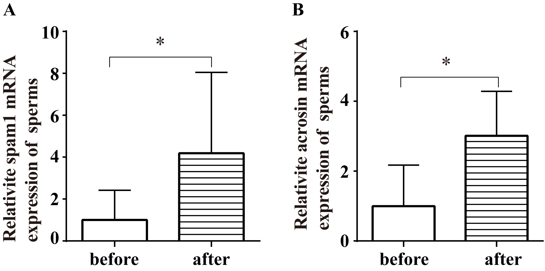 Increased mRNA levels of spam1 and acrosin in sperms after 
smoking cessation by quantitative PCR. (A) The mRNA level of spam1 was increased 
significantly in sperms after smoking cessation (p < 0.05). (B) The 
mRNA level of acrosin was increased significantly in sperms after smoking 
cessation (p < 0.05). *: p < 0.05; mRNA: Messenger RNA.