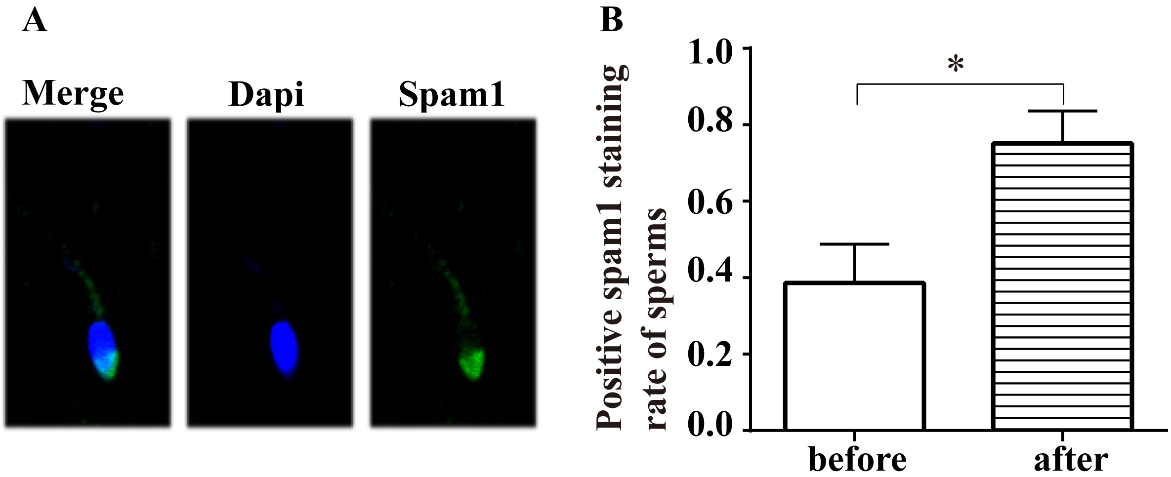 Increased protein level of spam1 in sperms after smoking 
cessation by immunofluorescence. (A) The immunostaining signals of Spam1 protein 
concentrated in the head of sperms. (B) After smoking cessation, the percentage 
of sperms with positive staining of spam1 increased significantly (p < 
0.05). *: p < 0.05.