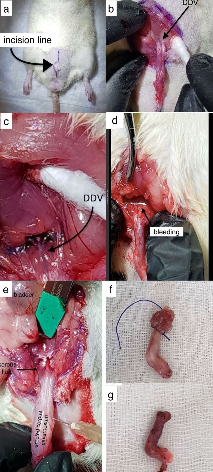 Surgical dissection of the penis and Deep Dorsal Vein (DDV). (a) Incision line. (b) Dissected penis and DDV. (c) DDV and its proximal
bifurcation. (d) Bleeding that occurred in the penis of a rat in the group in
which artificial erection (AE) was not applied. (e) Serous fluid coming from the
dorsal vein in the penis of a rat in the group in which AE was applied, which
shows minimal bleeding. (f) Excised state of the AE−applied penis after the
procedure. (g) Excised state of the penis in which AE was not applied.