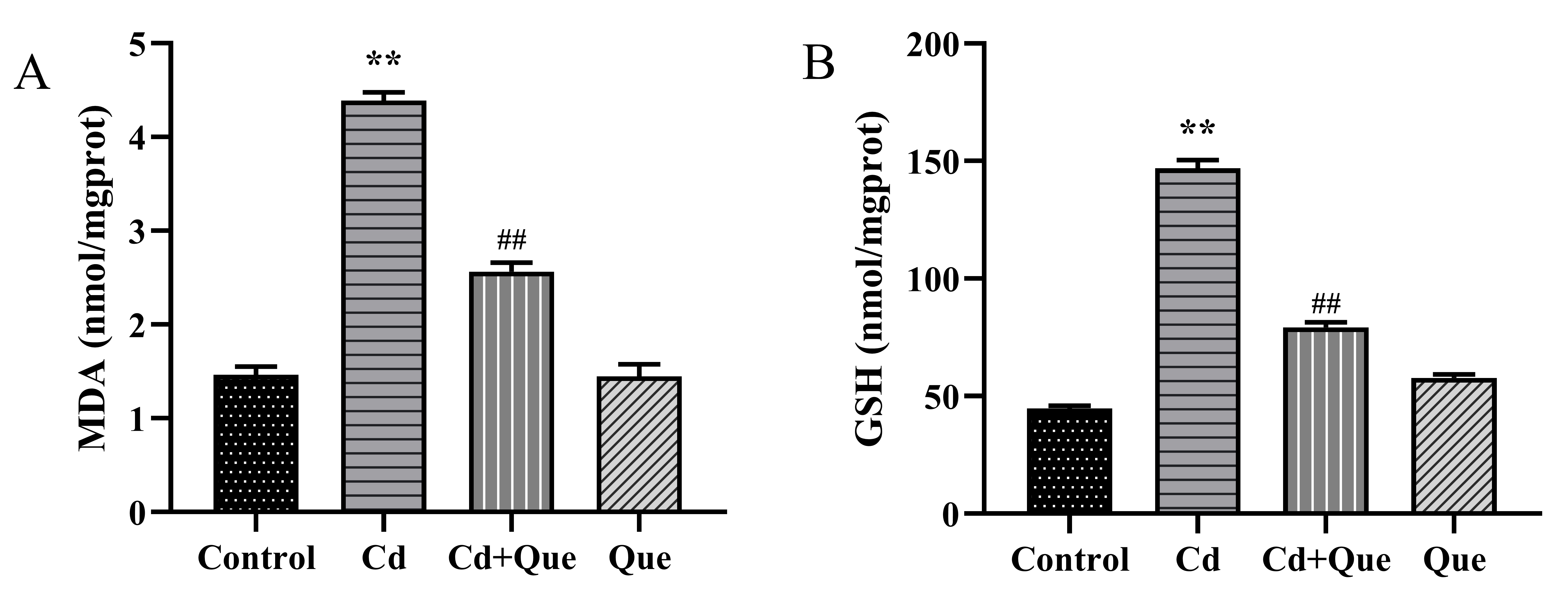 MDA and GSH levels assay in testicular tissues. The levels of MDA (A) and GSH (B) in rat testes. All measurement
results were expressed as mean ± SD (n = 6). **indicates
significant difference compared with the corresponding control p <
0.01. ##indicates statistically significant difference between the Cd and
Cd + Que groups p < 0.01. MDA: malondialdehyde; GSH: glutathione; Cd:
cadmium; Que: quercetin.
