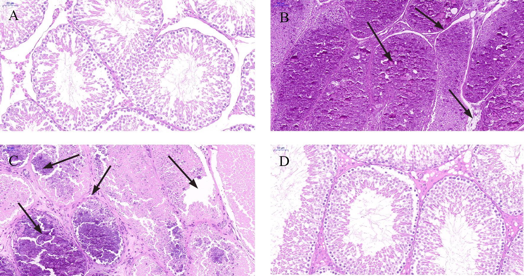 HE staining map of rat testes (HE, 40×, scale
bar = 50 μm). (A) Control group; (B) Cd group (CdCl2, 2 mg/kg b.w.);
(C) Cd + Que group (CdCl2, 2 mg/kg b.w. + Que, 100 mg/kg b.w.); (D) Que
group (Que, 100 mg/kg b.w.). Black arrows indicate severe tissue damage.