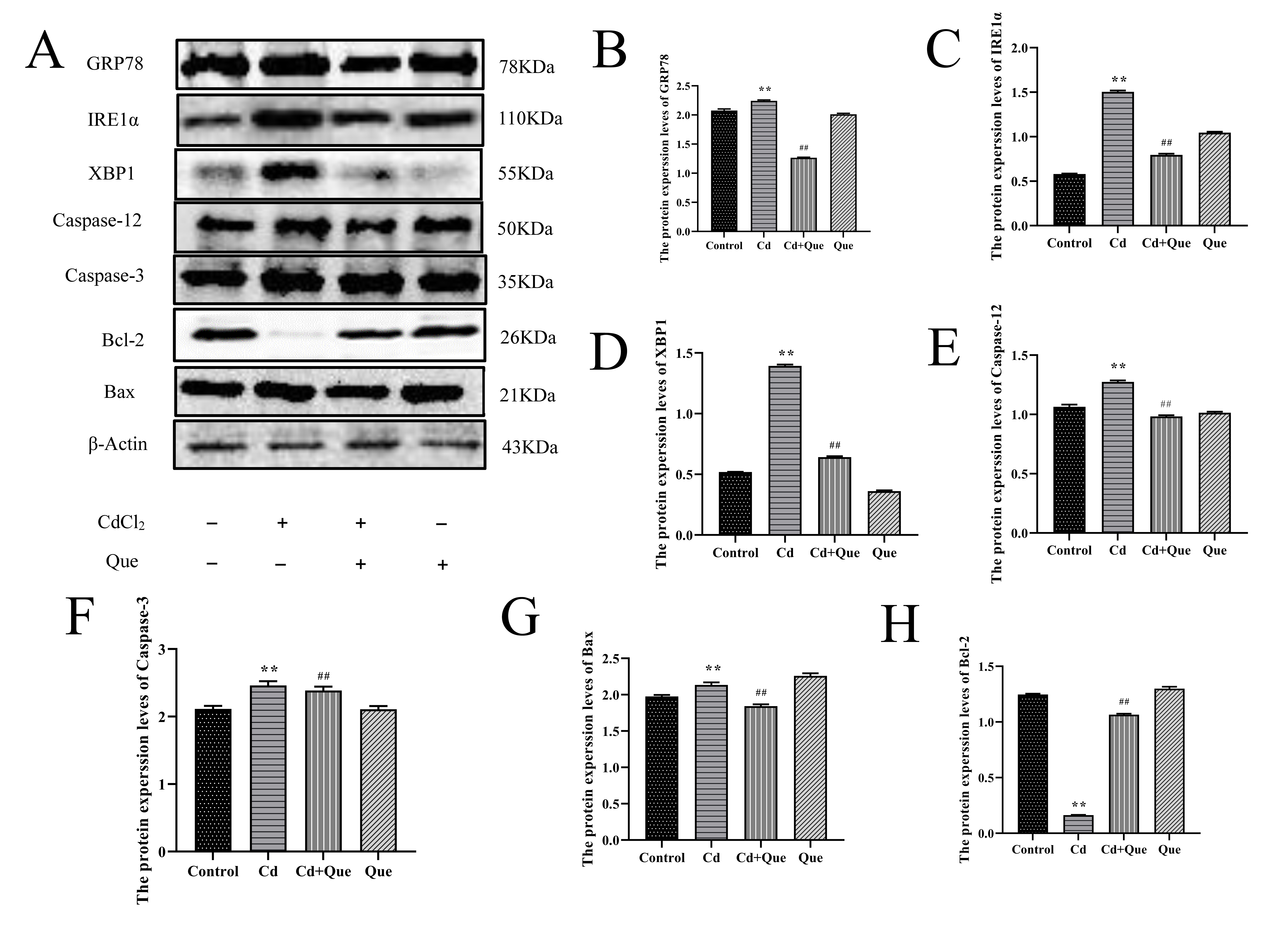 The protein expression of GRP78, IRE1α, XBP1,
Caspase-12, Caspase-3, Bax and Bcl-2 in the experimental group. Experimental
groups included the control group, Cd group, Cd + Que group, Que group. The
levels of GRP78, IRE1α, XBP1, Caspase-12, Caspase-3, Bax and Bcl-2
proteins (A) were measured by Western blot. The gray scale value analysis results
of GRP78 (B), IRE1α (C), XBP1 (D), Caspase-12 (E), Caspase-3 (F), Bax
(G) and Bcl-2 (H) in rat testis. β-Actin was used as a control. Data is
presented as mean ± SD (n = 6).
**indicates a significant difference compared to the control group at
p < 0.01. ##indicates a significant difference of p
< 0.01 compared to the 2 mg/kg Cd group. “−” means no specific treatment,
“+” means special treatment. GRP78: glucose-regulated protein 78;
IRE1α: inositol-requiring kinase 1; XBP1: X box-binding protein 1;
Caspase-12: cysteine-containing aspartate hydrolase 12; Caspase-3:
cysteine-containing aspartate hydrolase 3; Cd: cadmium; Que: quercetin;
CdCl2: cadmium chloride.
