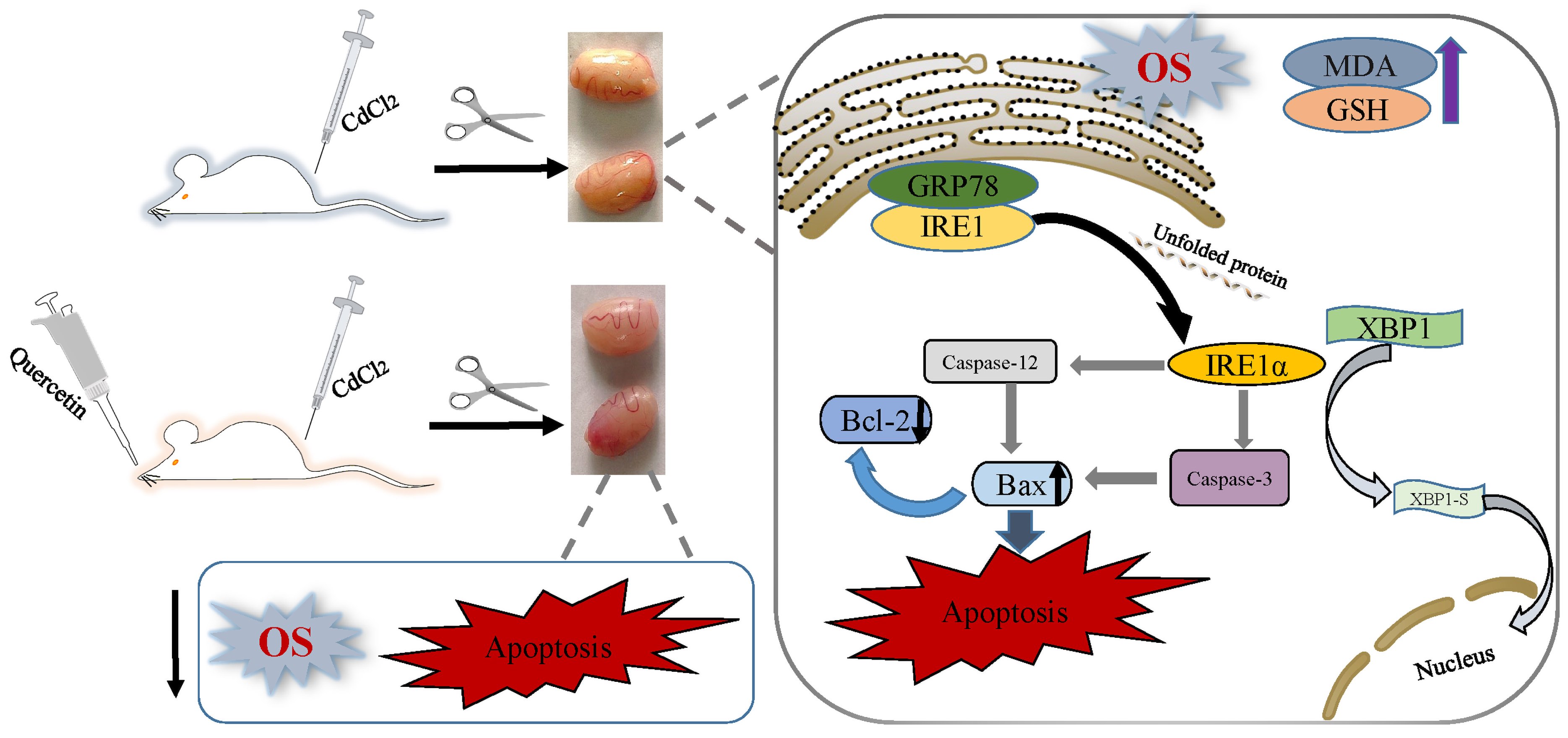 Effects of Que and Cd on the IRE1-XBP1 apoptotic pathway in rat
testis. Cadmium intoxication induces oxidative stress in rat testis and
activates the IRE1-XBP1 signaling pathway, which in turn leads to testicular cell
apoptosis. Cadmium-induced oxidative stress and apoptosis were alleviated by the
addition of quercetin. OS: Oxidative Stress; MDA: malondialdehyde; GSH: reducing
glutathione; GRP78: ER chaperone-binding proteins; IRE1α:
inositol-requiring kinase 1; XBP1: X box-binding protein 1; Caspase-12:
cysteine-containing aspartate hydrolase 12; Caspase-3: cysteine-containing
aspartate hydrolase 3; CdCl2: cadmium chloride.