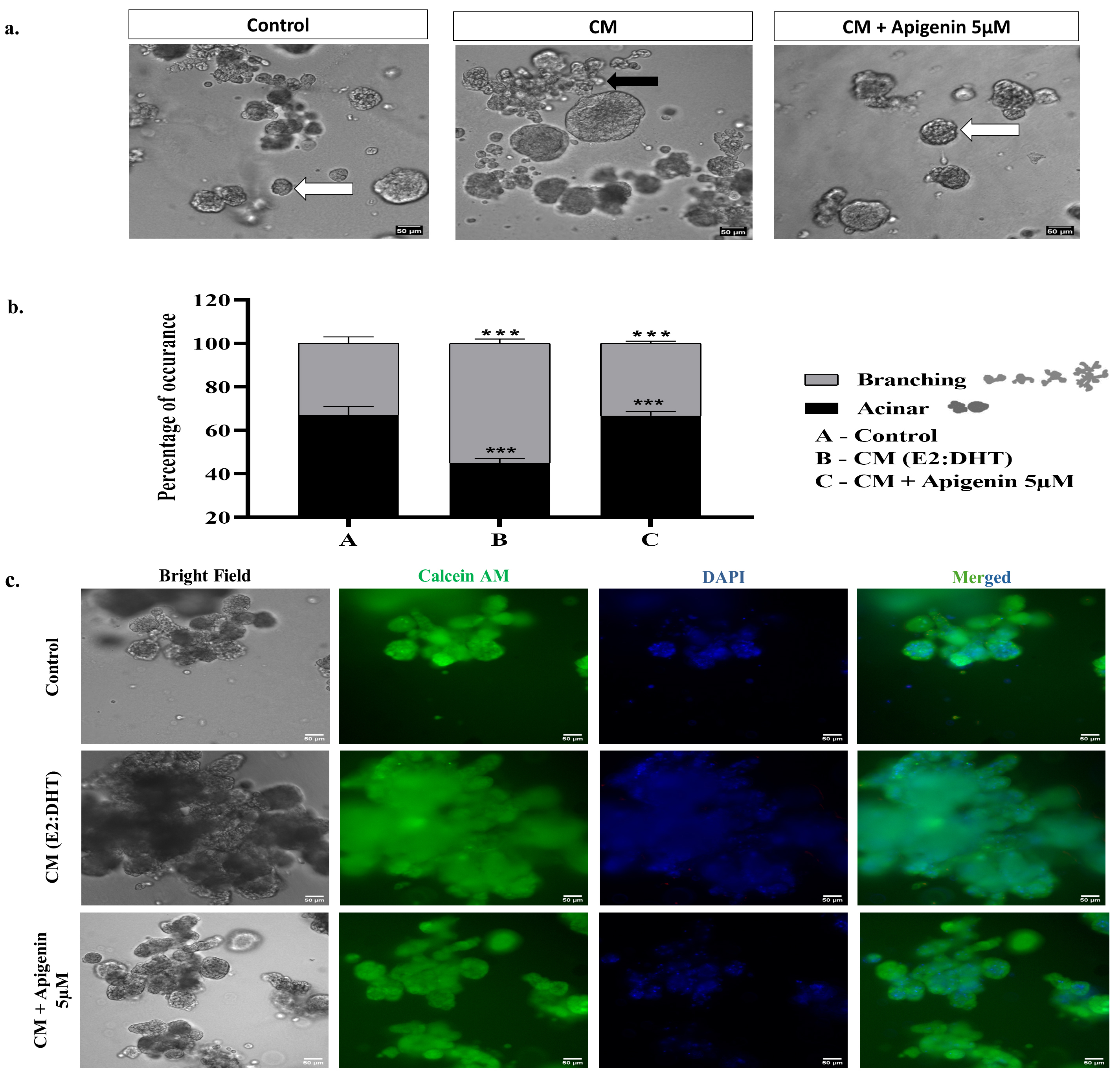 Effect of apigenin on prostate epithelial cellular morphology. (a) Bright-field microscope images of epithelial spheroids. Spheroid structures 
are referred to as acinar (white arrow), and branching (cord-like) (black arrow) 
as indicated. (b) Frequency distribution of acinar and branching structures; *** 
Significant differences in acinar and branching structures were observed in Group 
B compared to Group A, as well as between Group C and Group B (n = 3). (c) Images 
of spheroid live staining (Calcein AM), (magnification 20×). CM: 
conditioned medium; DHT: dihydrotestosterone; AM: acetoxymethyl ester; DAPI: 
4′,6-diamidino-2-phenylindole.