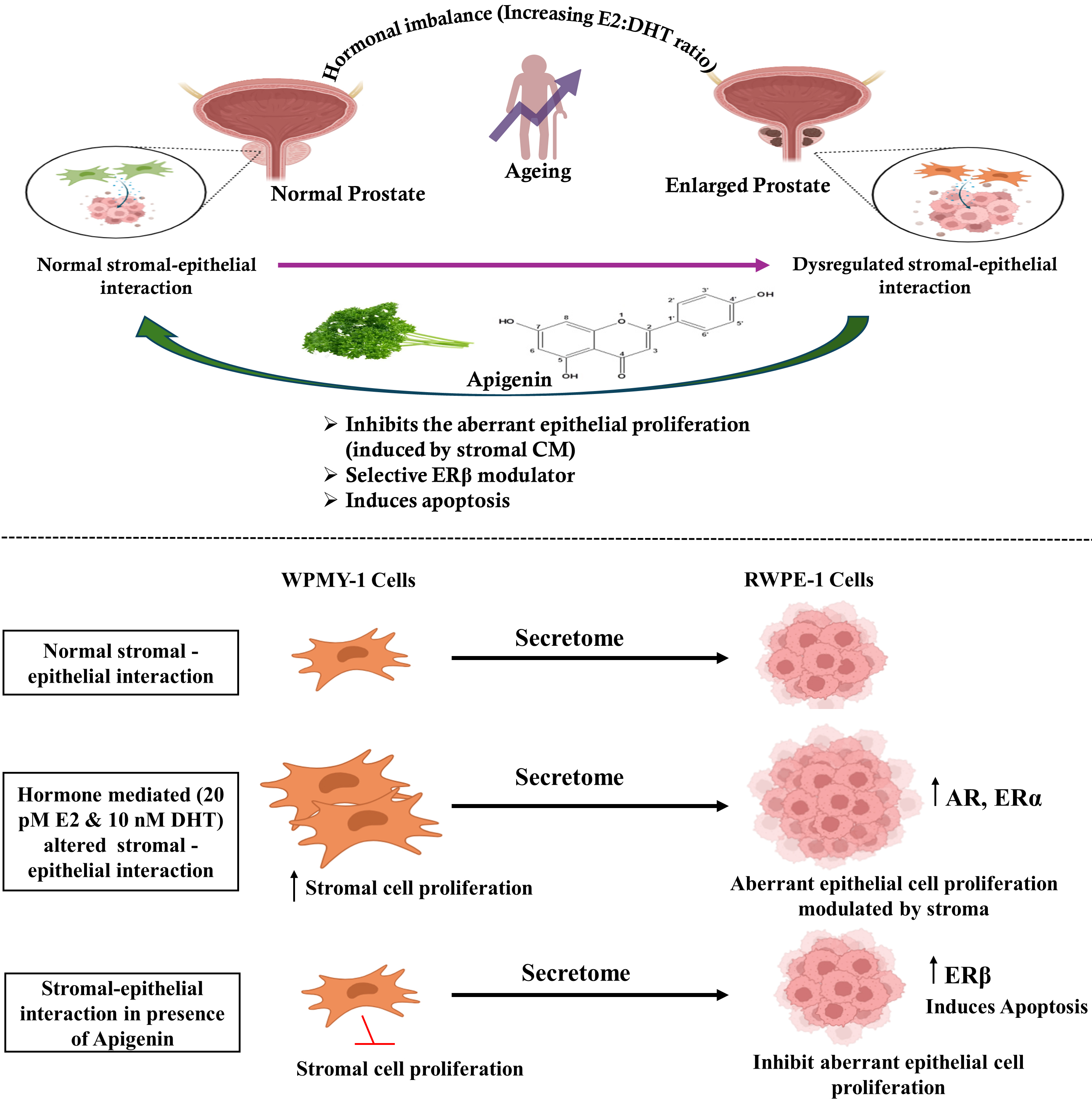 Illustration of role of apigenin in modulating stromal 
epithelial interaction in prostate. ERα: estrogen receptor alpha; ERβ: estrogen receptor beta; DHT: 
dihydrotestosterone; E2: estradiol; CM: Conditioned medium; WPMY-1: 
normal prostate stromal; RWPE-1: normal prostate epithelial cells; AR: androgen 
receptors.
