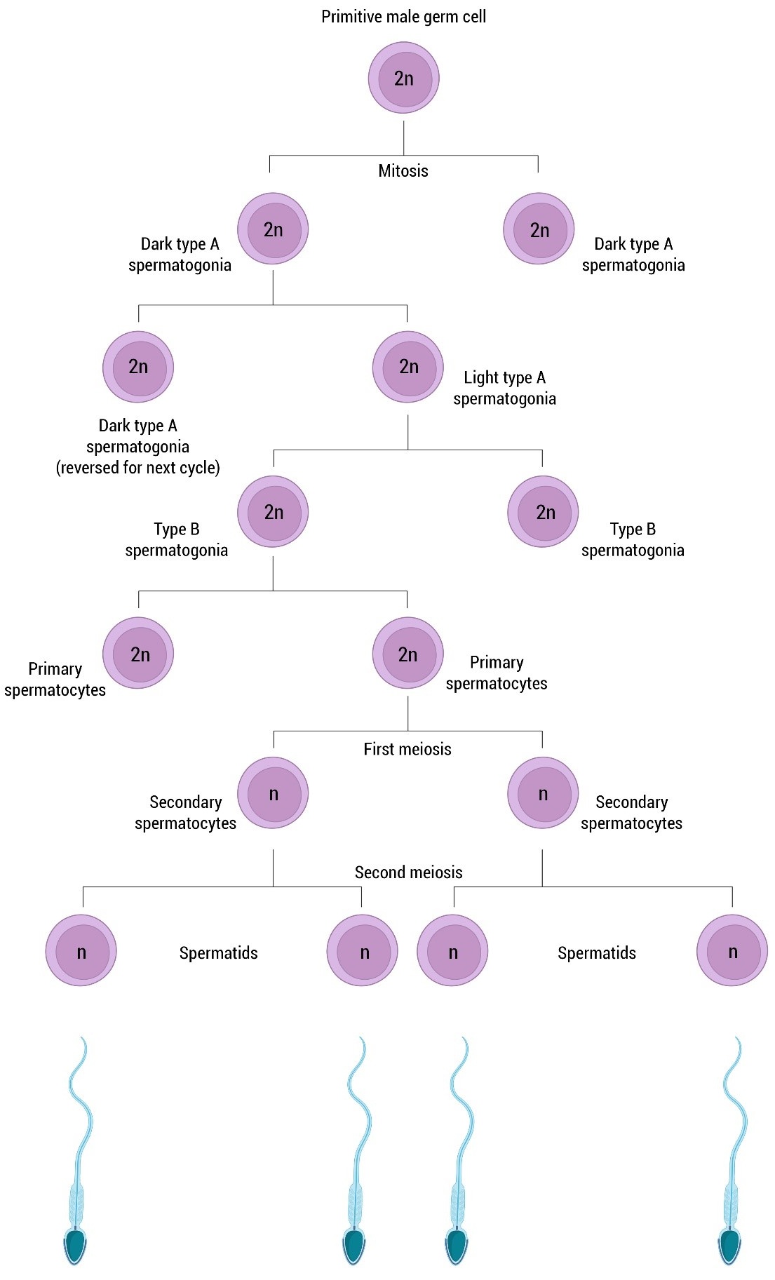 Spermatogenesis: development of sperm from primitive male germ
cells to spermatids. The figure illustrates the principal stages of
spermatogenesis, beginning with a primordial germ cell (spermatogonium), which
undergoes mitosis to form primary spermatocytes. They divide by meiosis I to
yield secondary spermatocytes, and by meiosis II to form spermatids. The
illustration highlights the transition from diploid germ cells to haploid
spermatids, which develop into mature spermatozoa.