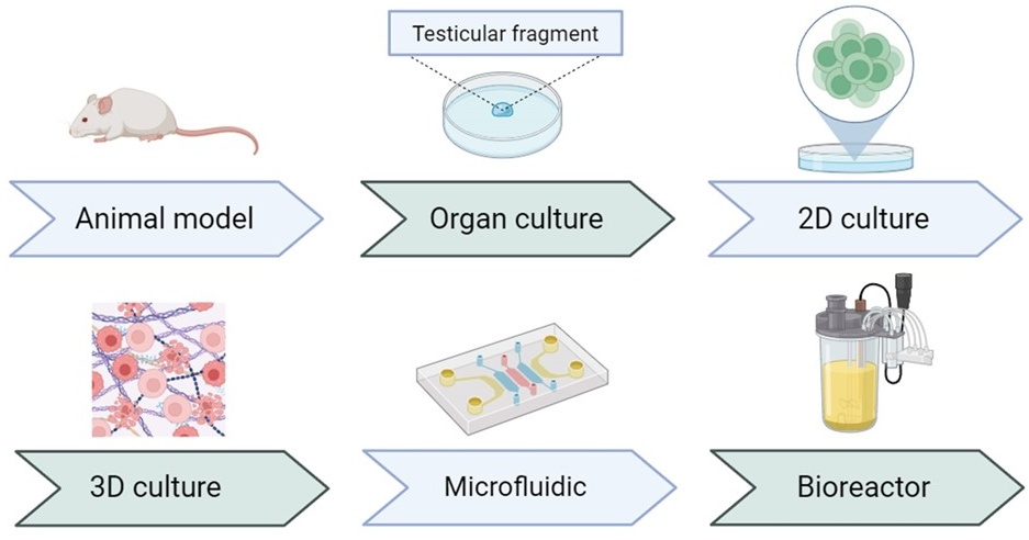 Evolution of culture methods in spermatogenesis studies. The
historical progression of culture techniques used in spermatogenesis studies,
from static organ culture methods to dynamic culture medium systems, with the use
of bioreactors and microfluidic devices. 2D: 2-dimensional; 3D: 3-dimensional.