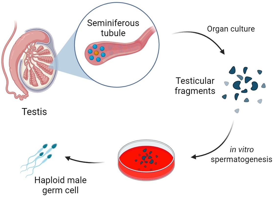 Testicular tissue culture method for IVS. Use of testicular
tissue in static culture medium to study the process of spermatogenesis. This
setup allows researchers to observe and analyze the stages of sperm development
outside the body.