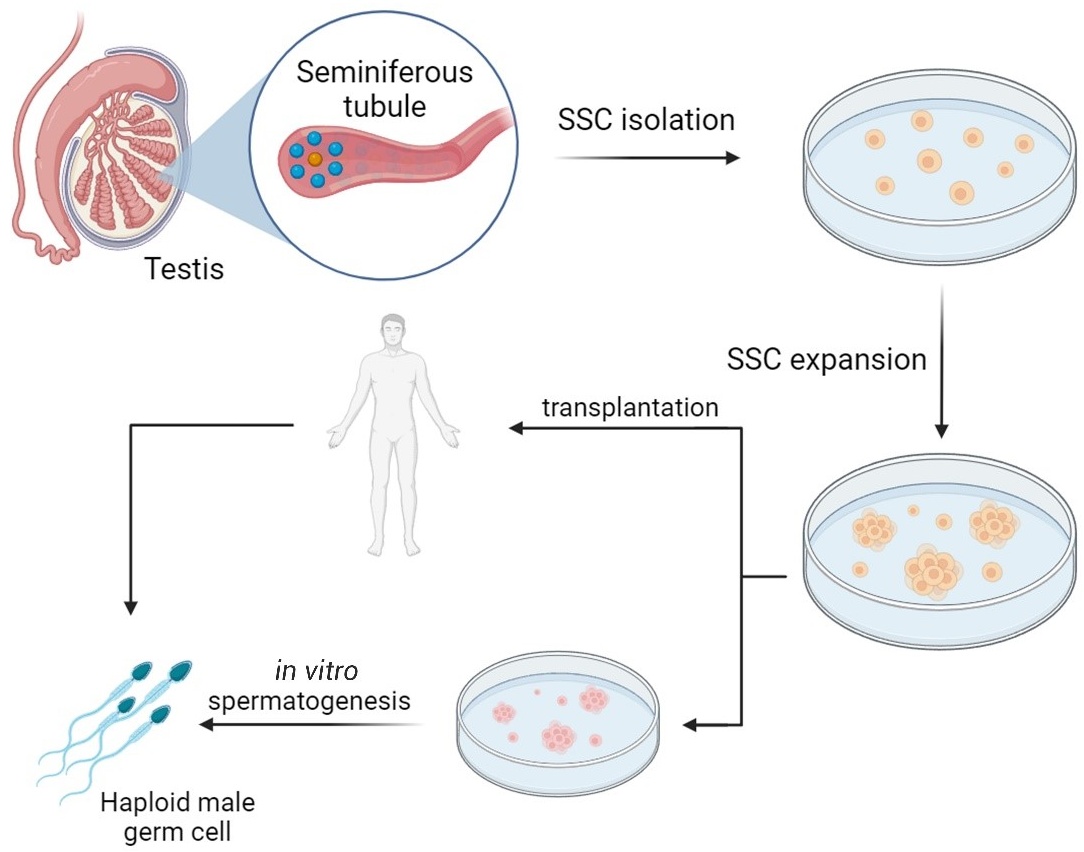 Two-dimensional culture method for IVS. Schematic diagram of a
2D culture system, including isolation of cells from testicular tissue and their
growth on a culture dish, for use in autologous transplantation or IVS
investigation. SSC: spermatogonial stem cell.