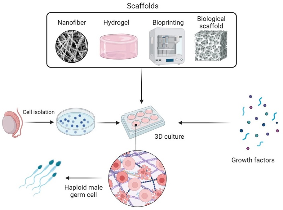 Three-dimensional culture method for IVS. Schematic
illustration of the 3D culture system, illustrating the use of biocompatible
scaffolds, testicular cells, and GFs to mimic the structural and functional
microenvironment of the testicular niche. 3D: 3-dimensional.