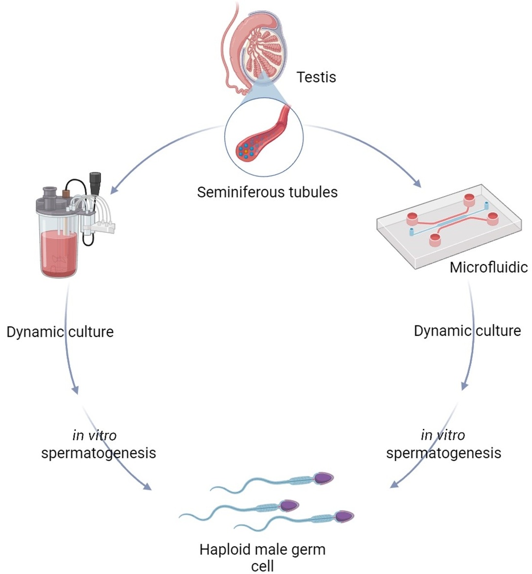 Utilization of microfluidics and bioreactors for IVS. Schematic
illustration of dynamic culture system that employ microfluidics and bioreactors
to simulate the physiological features of in vivo conditions, such as
continuous fluid flow, precise delivery of nutrients, waste elimination and
mechanical loading.