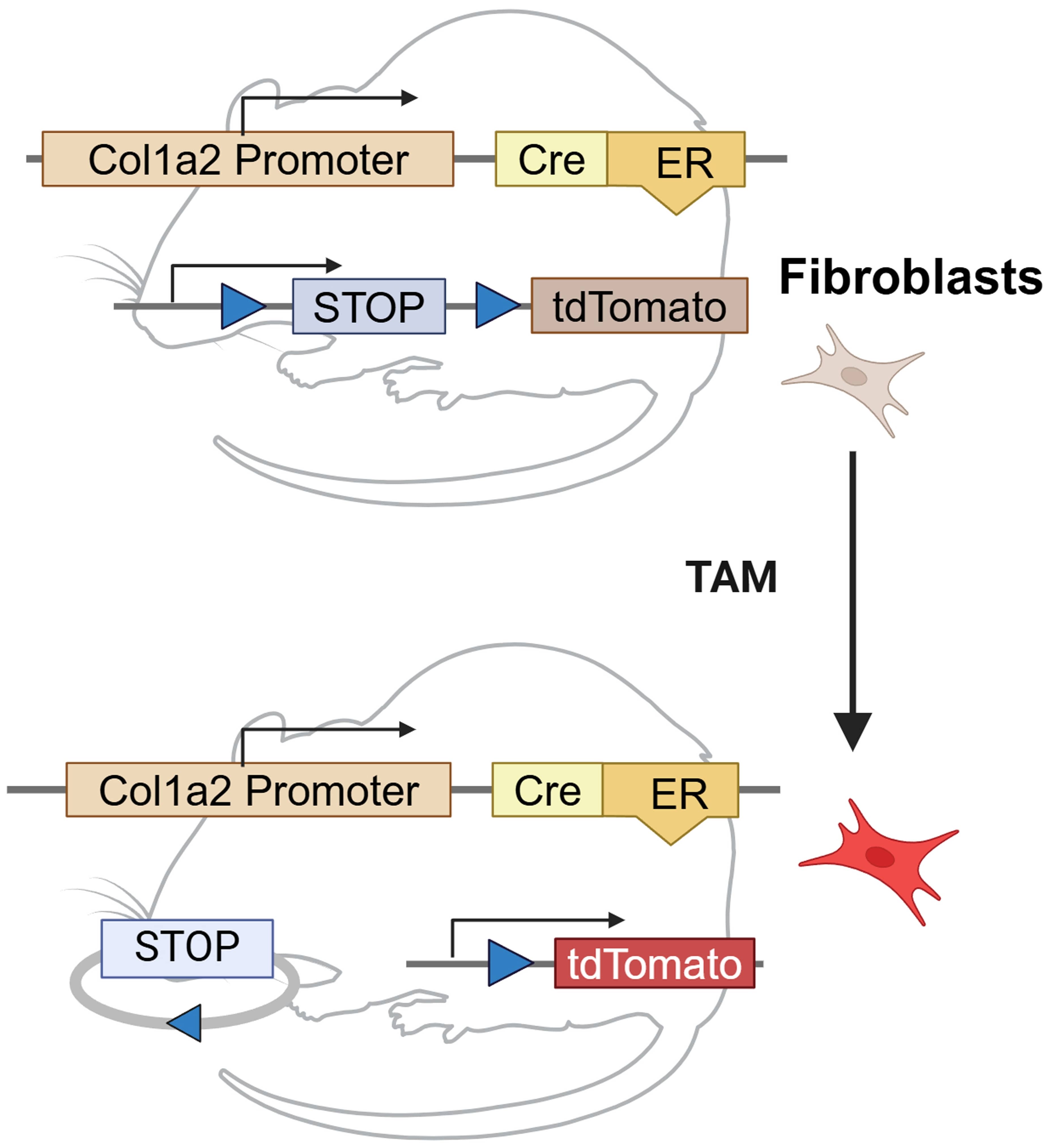The Col1a2CreERTom
mouse model. The Col1a2CreER mice carry a CreER gene under the control
of a fibroblast-specific promoter segment from the proα2(I)
collagen gene (Col1a2). These mice were bred with tdTomato reporter
mice, generating the Col1a2CreERTom mice. TAM administration induces Cre
recombination and the resulting Cre recombinase cleaves the stop codon, leading
to tdTomato expression in collagen-expressing fibroblasts. Cre: cre recombinase;
ER: estrogen receptor; tdTomato: tandem dimer Tomato; TAM: tamoxifen.