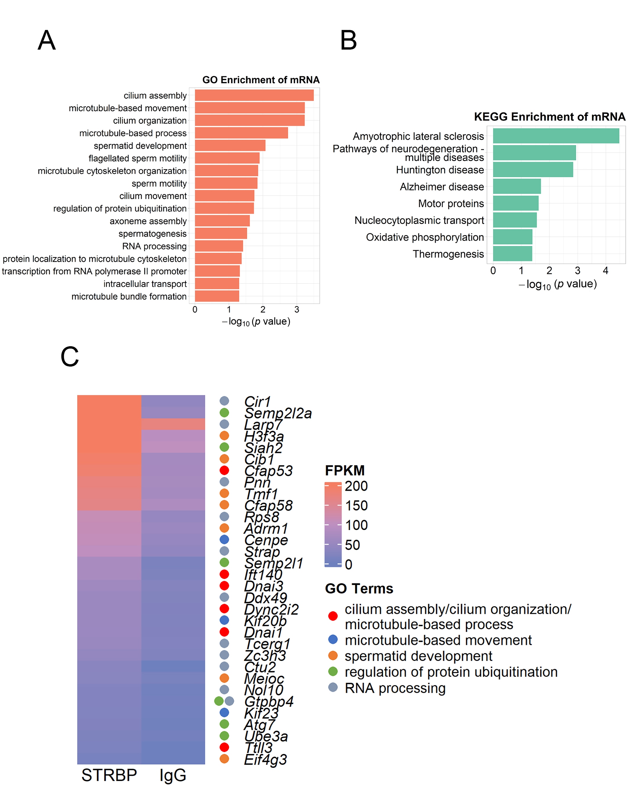 mRNAs interacting with STRBP by GO and KEGG annotations. (A,B)
show GO and KEGG terms for protein-coding RNAs, respectively. (C) The levels of
prime GO terms are shown by the heatmap. “FPKM” is defined as Fragments per
kilo base of transcript per million mapped fragments. mRNA: messenger RNA; GO:
Gene Ontology; KEGG: Kyoto Encyclopedia of Genes and Genomes.