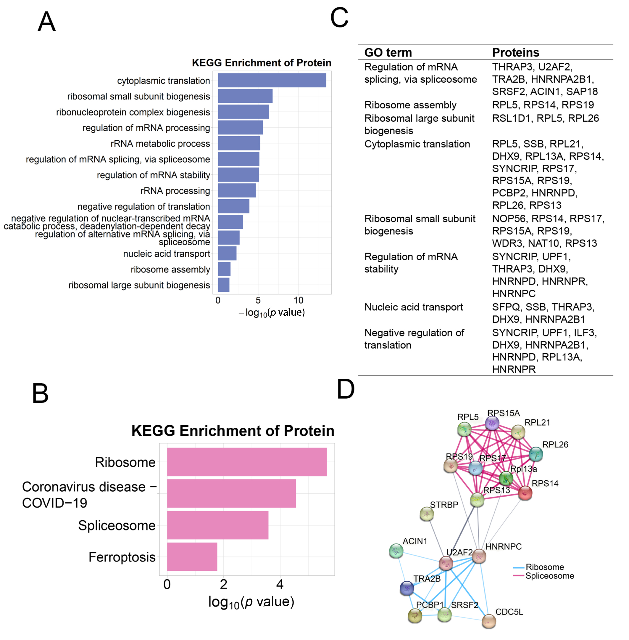 Proteins interacting with STRBP. (A,B), The distribution of
annotated GO and KEGG terms of proteins. (C) Proteins in specific GO terms. (D)
The potential ribosome and spliceosome signaling pathways were linked with STRBP.
Proteins with KEGG annotations were shown as a sphere. GO: Gene Ontology; KEGG:
Kyoto Encyclopedia of Genes and Genomes.
