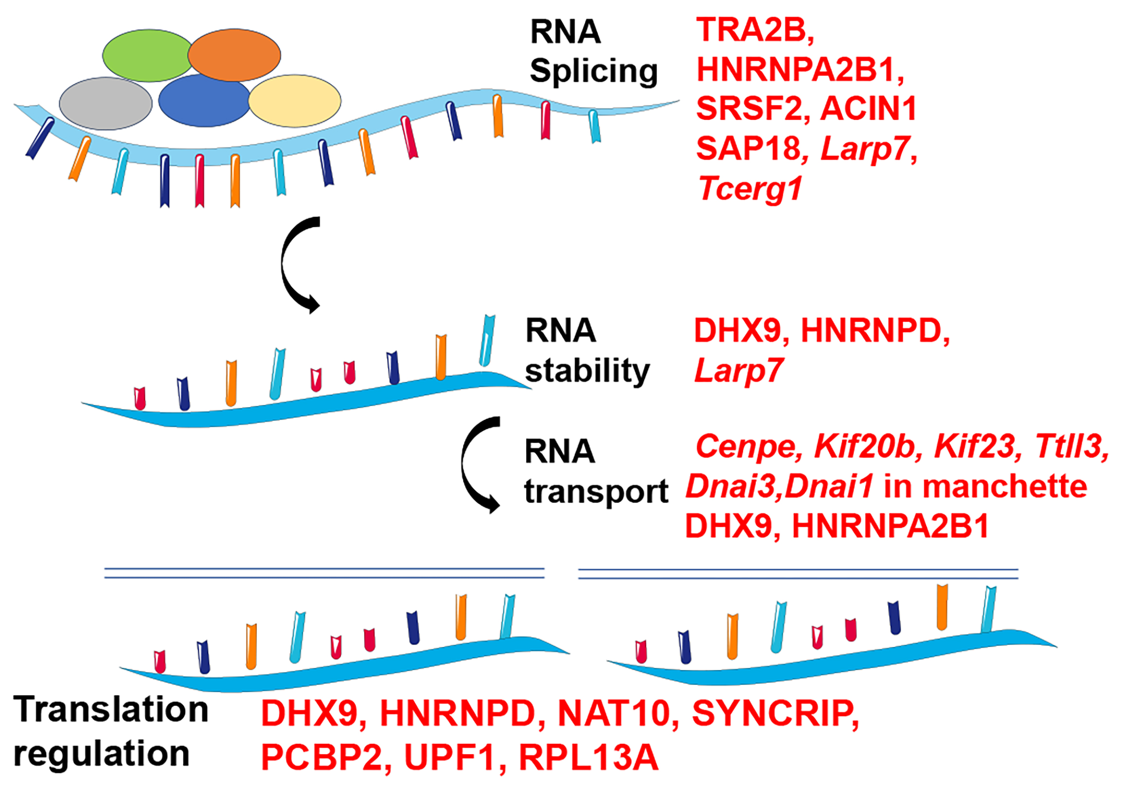 Schematic diagram showing the potential
STRBP-interacting genes and proteins in multiple RNA metabolic
processes. TRA2B, HNRNPA2B1, SRSF2, ACIN1, SAP18,
Larp7 and Tcerg1 are likely involved in the RNA splicing
mechanism. The RNA stability may be depending on the interaction of STRBP with
DHX9, HNRNPD and Larp7. The enriched factors including
Cenpe, Kif20b, Kif23, Ttll3,
Dnai3, Dnai1, DHX9 and HNRNPA2B1 provided new insight into
STRBP-mediated RNA transport. UPF1, RPL13A, DHX9, HNRNPD, NAT10, SYNCRIP and
PCBP2 were assumed to regulate the translation inactivation process in the STRBP
complex. TRA2B: transformer 2 beta homolog; HNRNPA2B1: heterogeneous nuclear
ribonucleoprotein A2/B1; SRSF2: serine and arginine rich splicing factor 2;
ACIN1: apoptotic chromatin condensation inducer 1; SAP18: sin3A associated
protein 18 (SAP18); Larp7: la ribonucleoprotein 7; Tcerg1:
transcription elongation regulator 1; DHX9: DExH-Box helicase 9; HNRNPD:
heterogeneous nuclear ribonucleoprotein D; Cenpe: centromere protein E;
Kif20b: kinesin family member 20b; Kif23: kinesin family member
23; Ttll3: tubulin tyrosine ligase like 3; Dnai3: dynein
axonemal intermediate chain 3; Dnai1: dynein axonemal intermediate chain
1; UPF1: UPF1 RNA helicase and ATPase; RPL13A: ribosomal protein L13a; NAT10:
N-acetyltransferase 10; SYNCRIP: synaptotagmin binding cytoplasmic RNA
interacting protein; PCBP2: Poly(RC) binding protein 2.