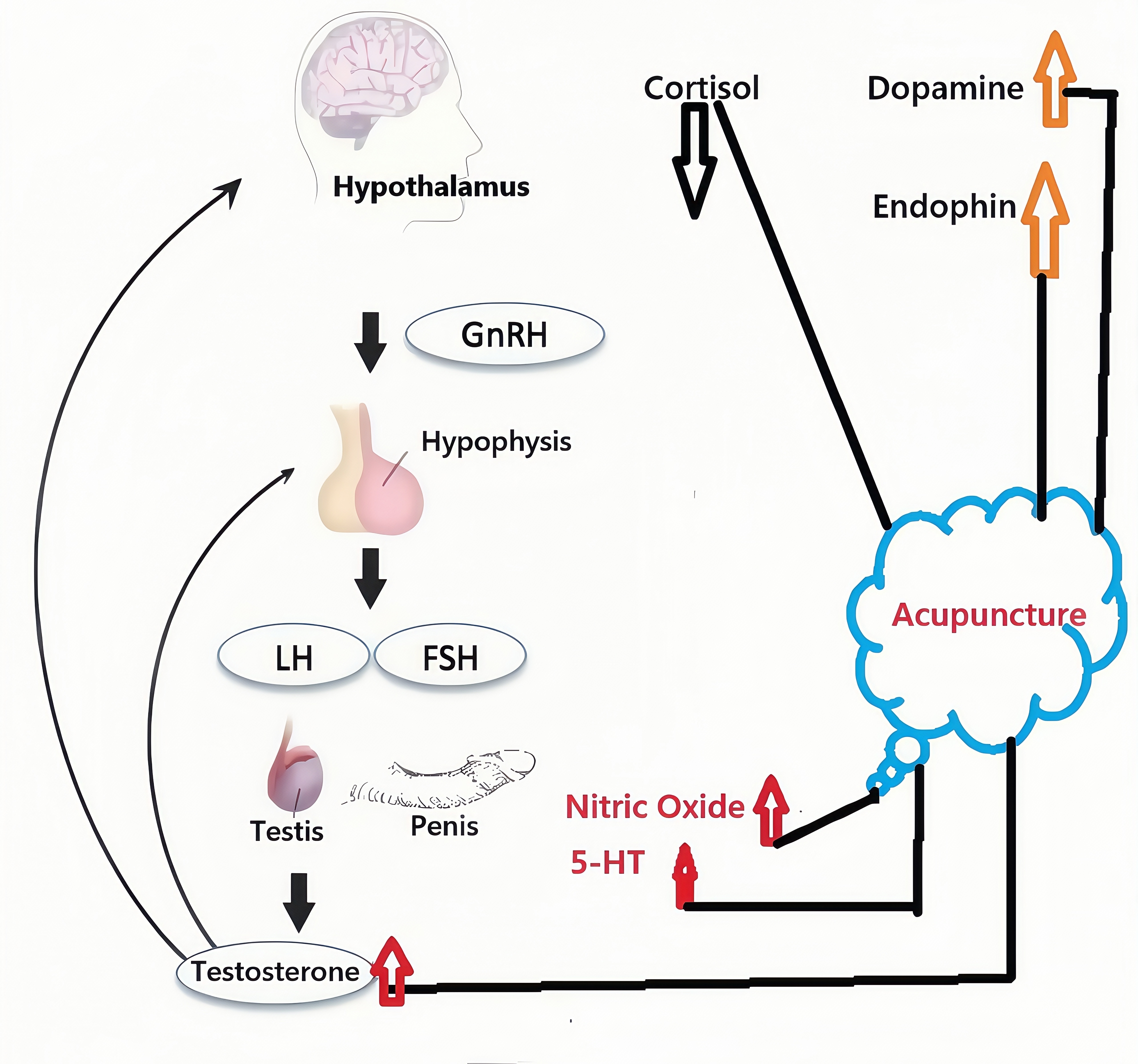 Diagram of acupuncture regulates the male sexual dysfunction
through the hypothalamus-pituitary-gonadal axis. GnRH: gonadotrophin release
hormone; LH: luteinizing hormone; FSH: follicle stimulating hormone; 5-HT:
5-hydroxytryptame.