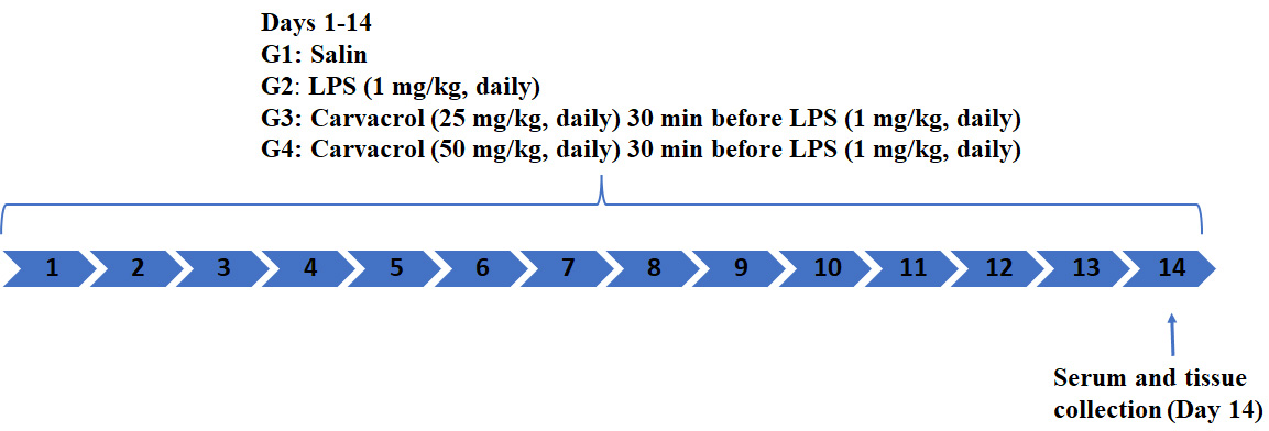 Timeline illustrating the key experimental procedures and
assessments conducted throughout the study period. LPS: Lipopolysaccharide.