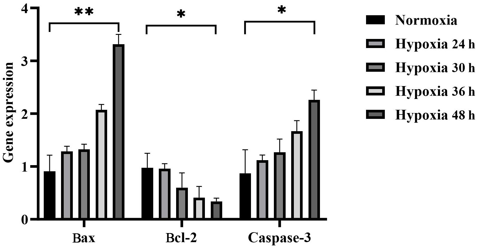 mRNA
expression levels of apoptosis-related genes (Bax,
Bcl-2, and Caspase-3) in GC-1 cells under different hypoxic treatments.
GC-1 cells were exposed to hypoxia for 24,
30, 36, or 48 h. Quantitative real-time PCR was performed to measure the
expression of the pro-apoptotic genes Bax and Caspase-3, and
the anti-apoptotic gene Bcl-2, with normalization to β-actin.
Data are presented as mean ± SD (n = 3). Hypoxia
significantly upregulated Bax and Caspase-3 (*p <
0.05), while downregulating Bcl-2, compared with the control group.
Bax, Bcl-2-associated X protein; Bcl-2,
B-cell lymphoma 2; Caspase-3, cysteine-dependent aspartate-specific
protease 3. *p < 0.05, **p < 0.01.