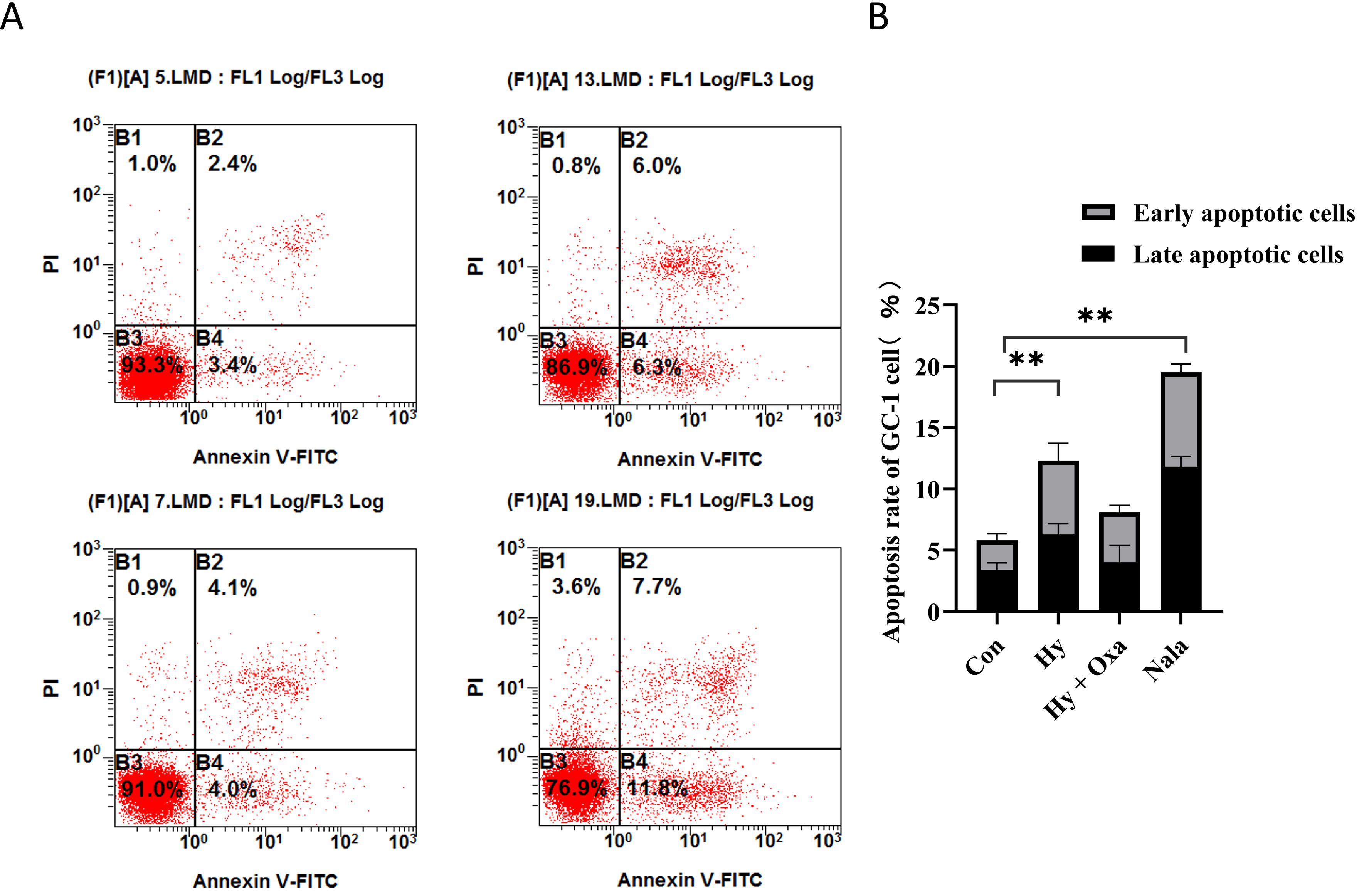 Apoptosis rate of GC-1 cells detected by flow cytometry. Data
are presented as mean ± SD (n = 3). (A) Representative flow cytometry plots of Annexin V-FITC/PI double staining showing apoptotic cell populations in GC-1 cells under different treatments. (B) Statistical analysis of the total apoptosis rate. Total apoptosis (early + late) was
significantly higher in the Hy group compared with Con. Treatment with sodium
oxamate (Hy + Oxa) reduced apoptosis, whereas exogenous lactate (Nala) restored
the rate to levels comparable to Hy. Statistical significance:
**p < 0.01. Con, normoxia group; Hy, hypoxia group;
Hy + Oxa, hypoxia + sodium oxamate; Nala, L-lactate treatment;
GC-1, mouse spermatogonial cell line; PI, propidium iodide; V-FITC, Annexin
V-fluorescein isothiocyanate; LMD, laser measurement detector.