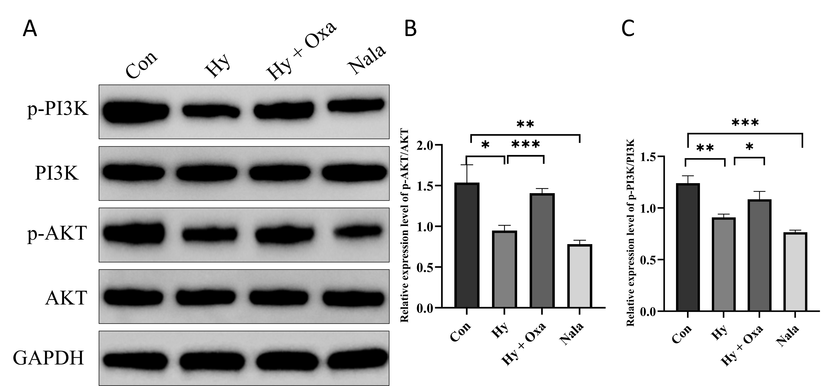 Western blot analysis of
PI3K/AKT pathway activity in GC-1 cells under different
treatments. Data are presented as mean ± SD (n = 3).
(A) Representative immunoblots showing protein expression of phosphorylated PI3K
(p-PI3K), total PI3K, phosphorylated AKT (p-AKT), total AKT, and GAPDH as a
loading control. (B) Quantification of p-AKT/AKT. Compared with Con, Hy showed a
significant decrease (*p < 0.05). Hy + Oxa partially reversed this
effect, showing an increase compared with Hy (**p < 0.01). Nala
markedly reduced p-AKT/AKT compared with Con (***p < 0.001). (C)
Quantification of p-PI3K/PI3K. Compared with Con, Hy exhibited a significant
reduction (**p < 0.01). Hy + Oxa significantly increased the ratio
compared with Hy (*p < 0.05), though levels did not fully recover to
those of Con. Nala further suppressed p-PI3K/PI3K relative to Con (***p
< 0.001). Con, normoxia group; Hy, hypoxia group; Hy + Oxa, hypoxia + sodium
oxamate; Nala, L-lactate treatment; p-PI3K, phosphorylated phosphatidylinositol
3-kinase; p-AKT, phosphorylated protein kinase B; GAPDH,
glyceraldehyde-3-phosphate dehydrogenase.