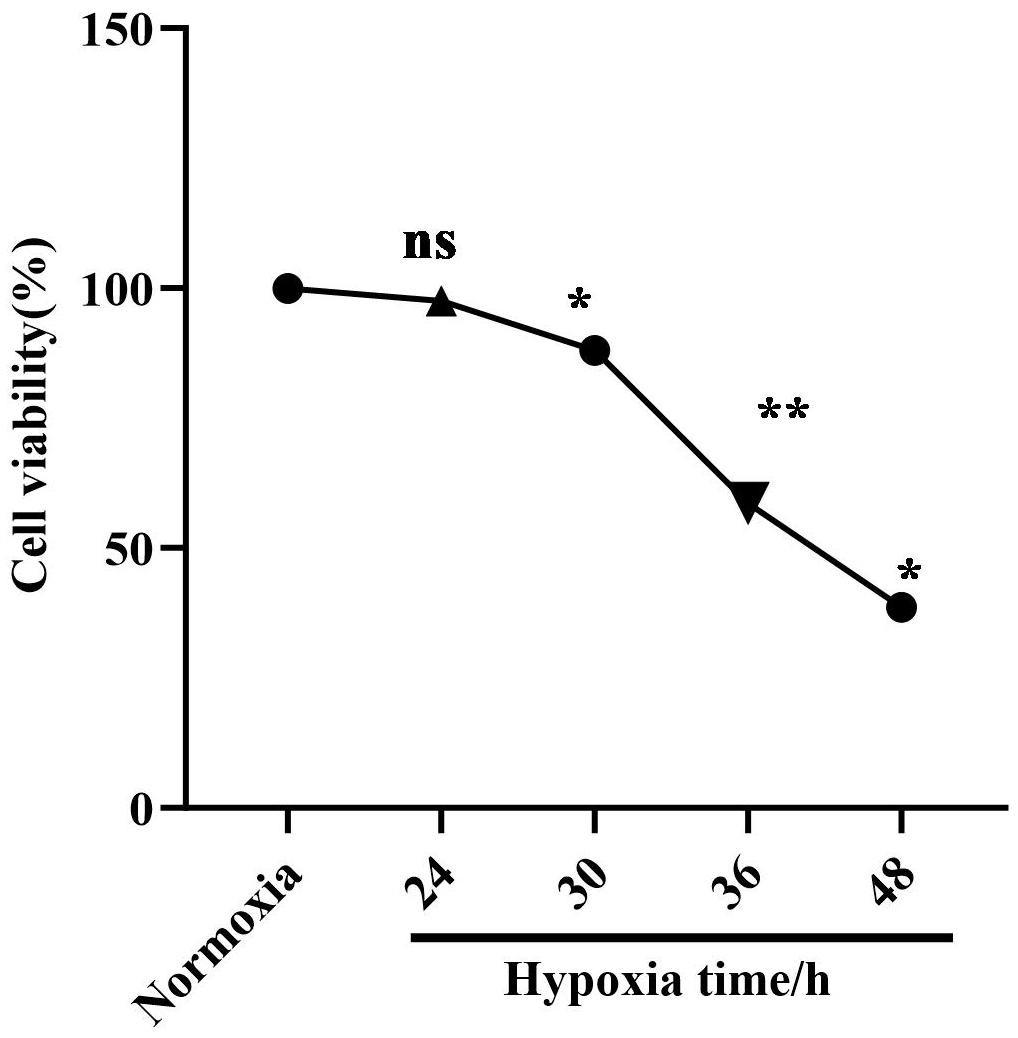Cell viability of GC-1 cells under different
durations of hypoxia. Data are presented as mean ± SD (n = 3). GC-1 cell
viability was assessed after exposure to hypoxia for 24, 30, 36, and 48 h.
Significant decreases were observed at 30 h, 36 h, and 48 h compared with the
previous time points, whereas no significant difference was detected between
normoxia and 24 h. ns, not significant; *p < 0.05;
**p < 0.01.