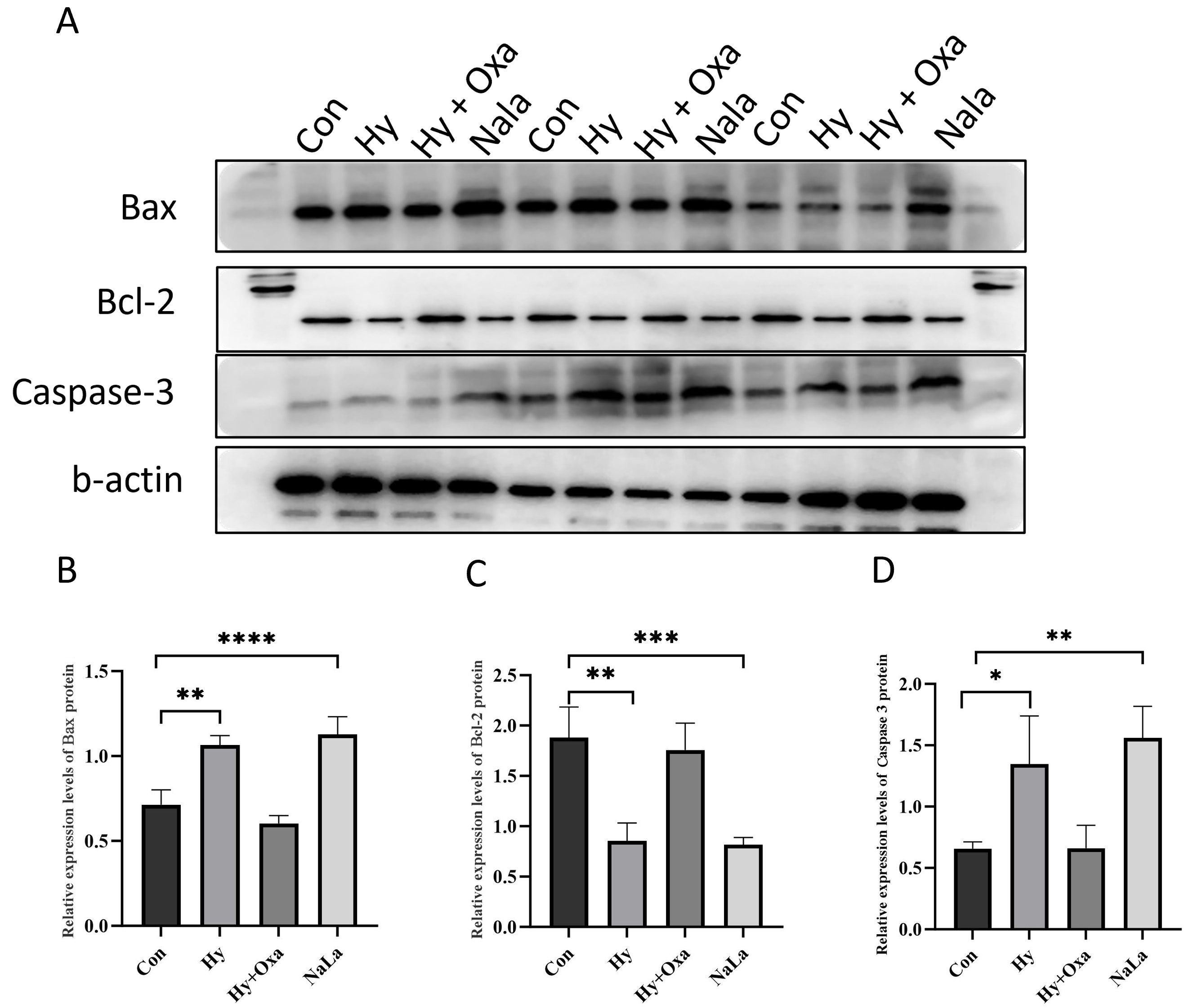Western blot analysis of
apoptosis-related proteins in GC-1 cells under different
treatments. (A) Representative Western
blot images of Bax, Bcl-2, and Caspase-3 protein expression. (B–D) Quantitative
analysis of (B) Bax, (C) Bcl-2, and (D) Caspase-3 protein
expression levels normalized to β-actin. Data are presented as mean
± SD (n = 3). In the Hy group, Bax and Caspase-3
expression were significantly upregulated, while Bcl-2 expression was
significantly downregulated compared with Con. These changes were reversed in the
Hy + Oxa group. Con, normoxia group; Hy, hypoxia group; Hy +
Oxa, hypoxia + sodium oxamate; Nala, L-lactate treatment;
Bax, Bcl-2-associated X protein; Bcl-2, B-cell lymphoma 2;
Caspase-3, cysteine-dependent aspartate-specific protease 3. *p <
0.05; **p < 0.01; ***p < 0.001;
****p < 0.0001.