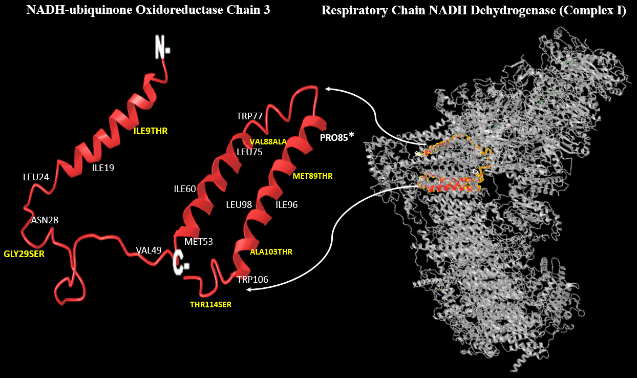 3D structure of
mitochondrial ND3 protein showing its location in complex I (right) and the
places of the detected variants (Left). Yellow: missense mutations, White:
synonymous alterations. Generated using
(https://www.ncbi.nlm.nih.gov/Structure/icn3d/).
NADH: Nicotine Amide Dinucleotide Hydride.