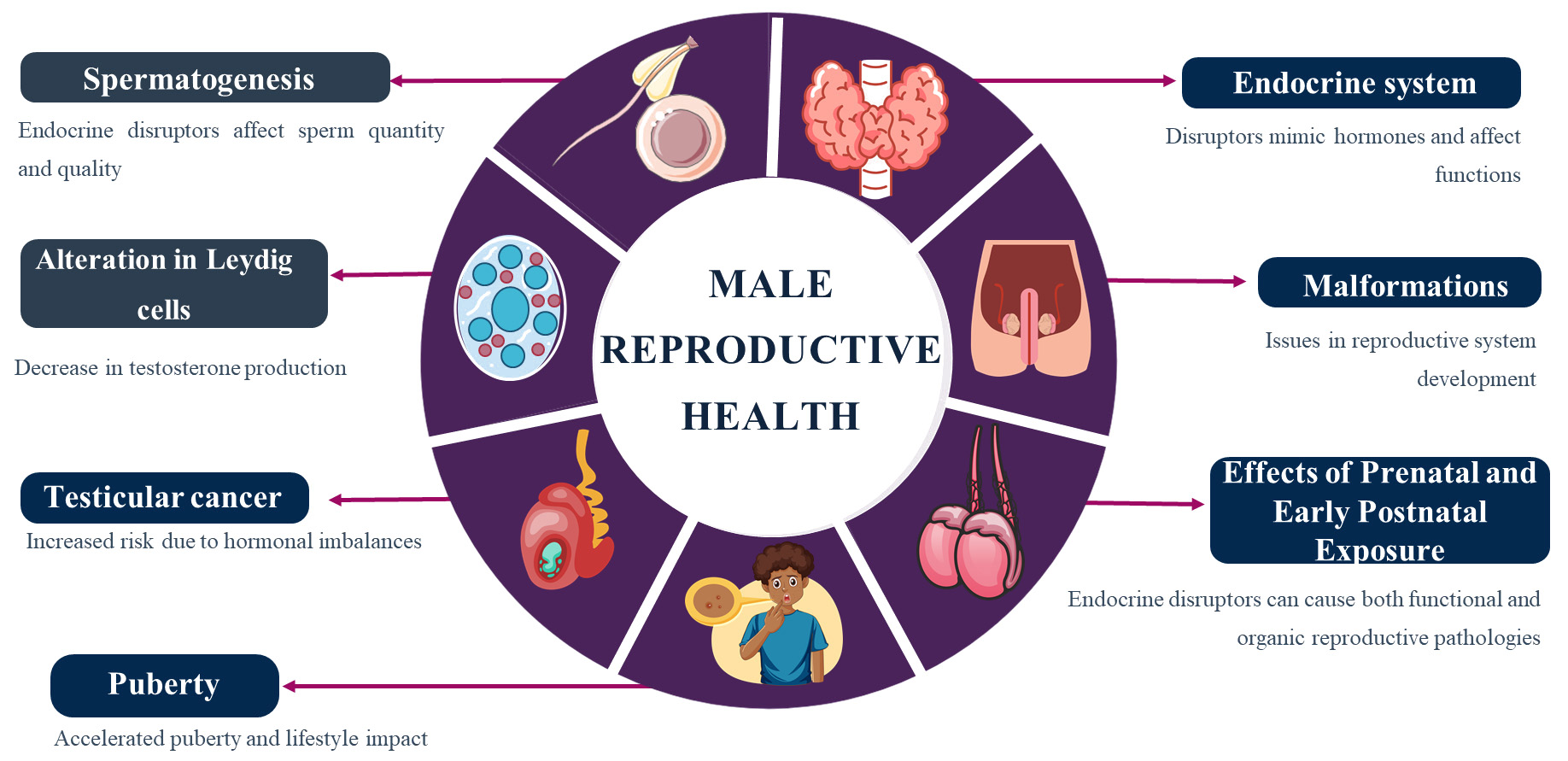 Endocrine disruptors and critical periods of exposure on male 
reproductive health.