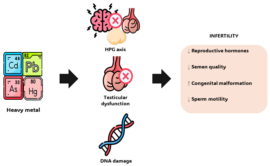Relationship between heavy metals and male infertility. DNA: 
Deoxyribonucleic acid; HPG axis: hypothalamic-pituitary-gonadal axis.