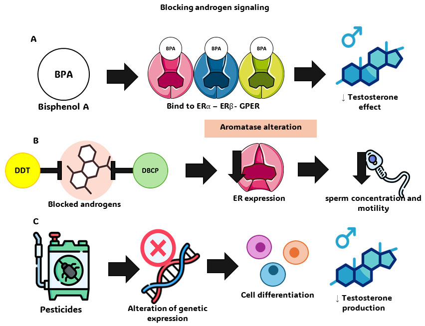 Action of endocrine disruptors on nuclear and membrane 
receptors. (A) Bisphenol A. (B) Phthalates. (C) Pesticides. ER: Estrogen 
receptor; GPER: G Protein-Coupled Estrogen Receptor; DDT: 
dichlorodiphenyltrichloroethane; DBCP: dibromochloropropane.