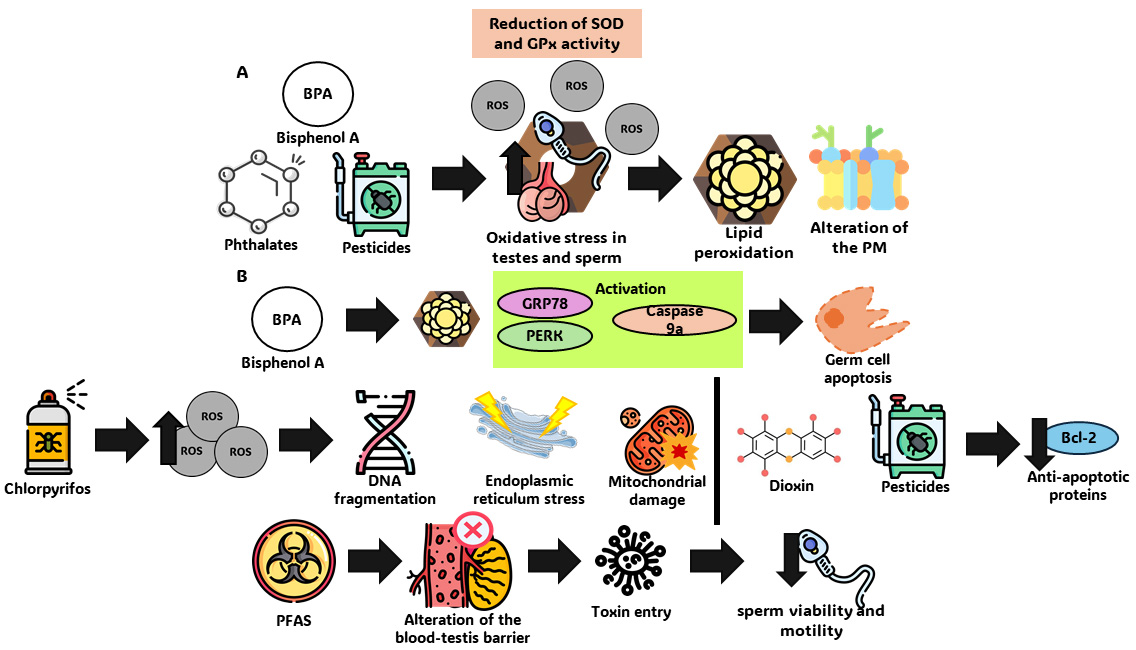 Oxidative stress, sperm DNA damage, and apoptosis. (A) 
Generation of reactive oxygen species (ROS). (B) DNA fragmentation and 
mitochondrial damage. SOD: Superoxide Dismutase; GPx: Glutathione Peroxidase; PM: 
Plasma Membrane; GRP78: Glucose-Regulated Protein 78; PERK: Protein Kinase 
RNA-like Endoplasmic Reticulum Kinase; Bcl-2: B-cell Lymphoma 2; PFAS: Per- and 
Polyfluoroalkyl Substances.