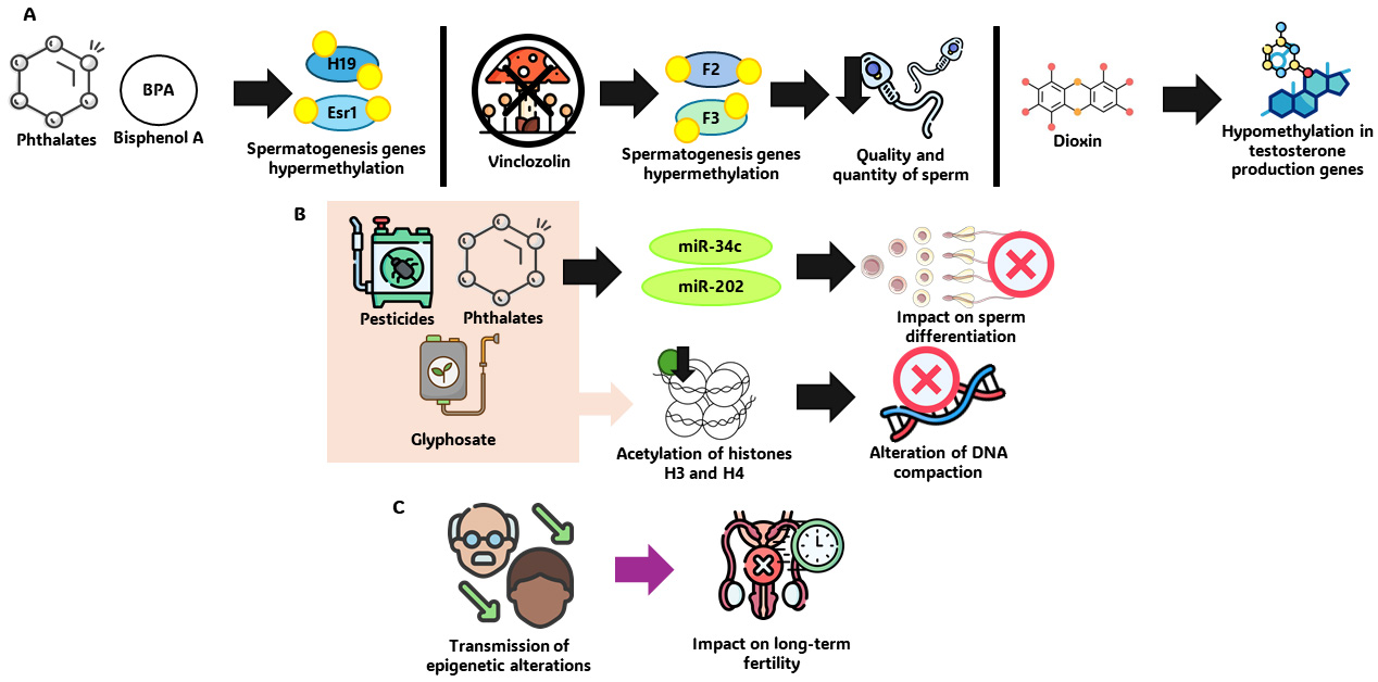 Epigenetic changes and transgenerational effects. (A) 
Alterations in DNA methylation. (B) Modifications in histones and microRNAs. (C) 
Hereditary effects. DNA: Deoxyribonucleic acid; miR: Micro ribonucleic acid; 
Esr1: Estrogen Receptor 1.