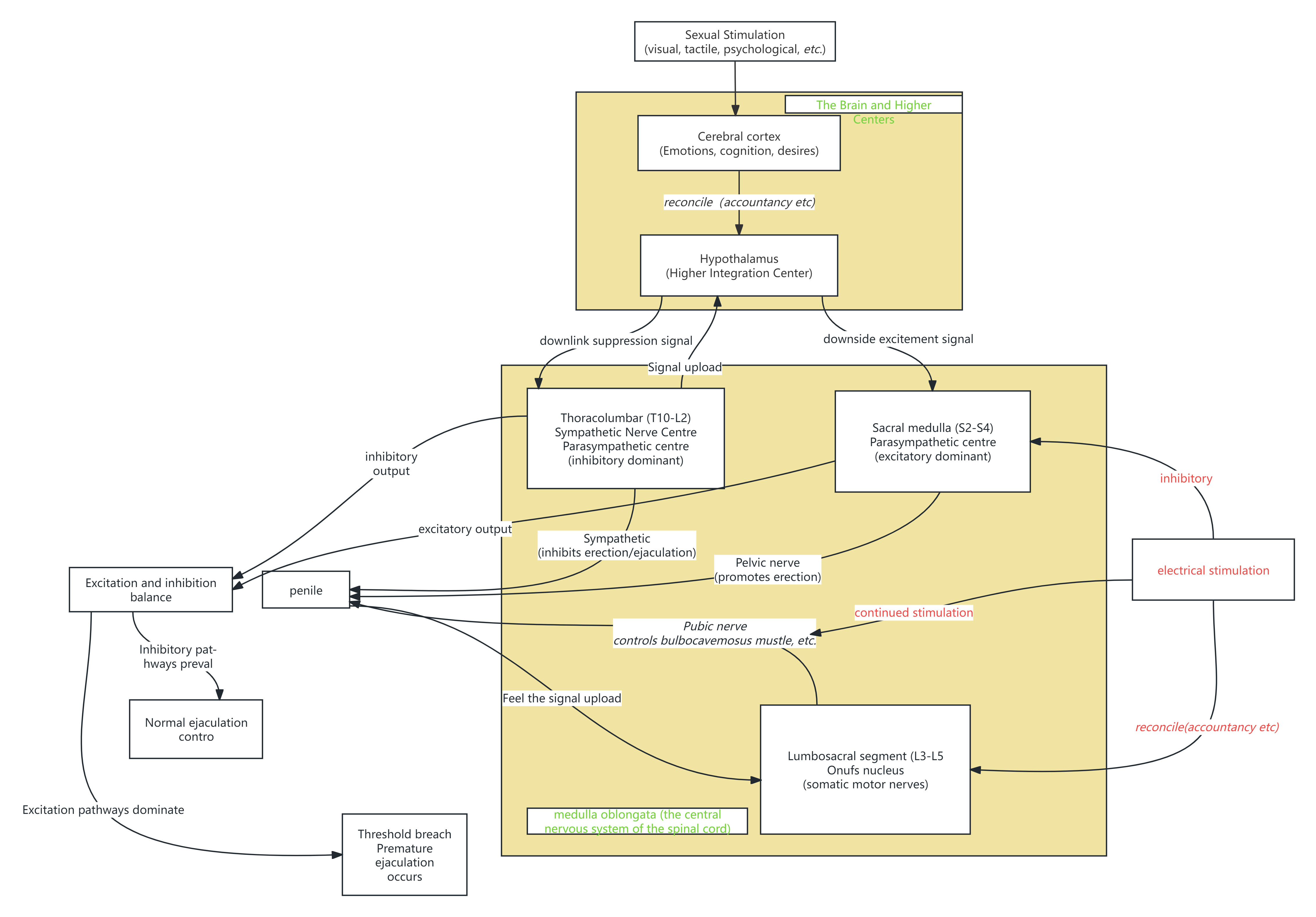 A schematic representation
of the neural conduction pathway involved in PE, and the proposed mechanisms of
action of low-frequency electrical stimulation. Low-frequency electrical
stimulation delays ejaculation by continuously stimulating the bulbocavernosus
muscle, resulting in the inability of ejaculation-related muscles to contract
rhythmically. It also delays ejaculation by continuously stimulating the pudendal
nerves, resulting in the inability of the urethral smooth muscles and the
internal and external urethral sphincters to synchronize and coordinate.
Electrical stimulation modulates the sacral plexus and acts on the
parasympathetic segment to inhibit contraction of the sciatic cavernous and
bulbocavernosus muscles. Concurrently, modulation of Onuf’s nucleus within the
sacral spinal cord suppresses motor output to these muscles, collectively
contributing to delayed ejaculation.
