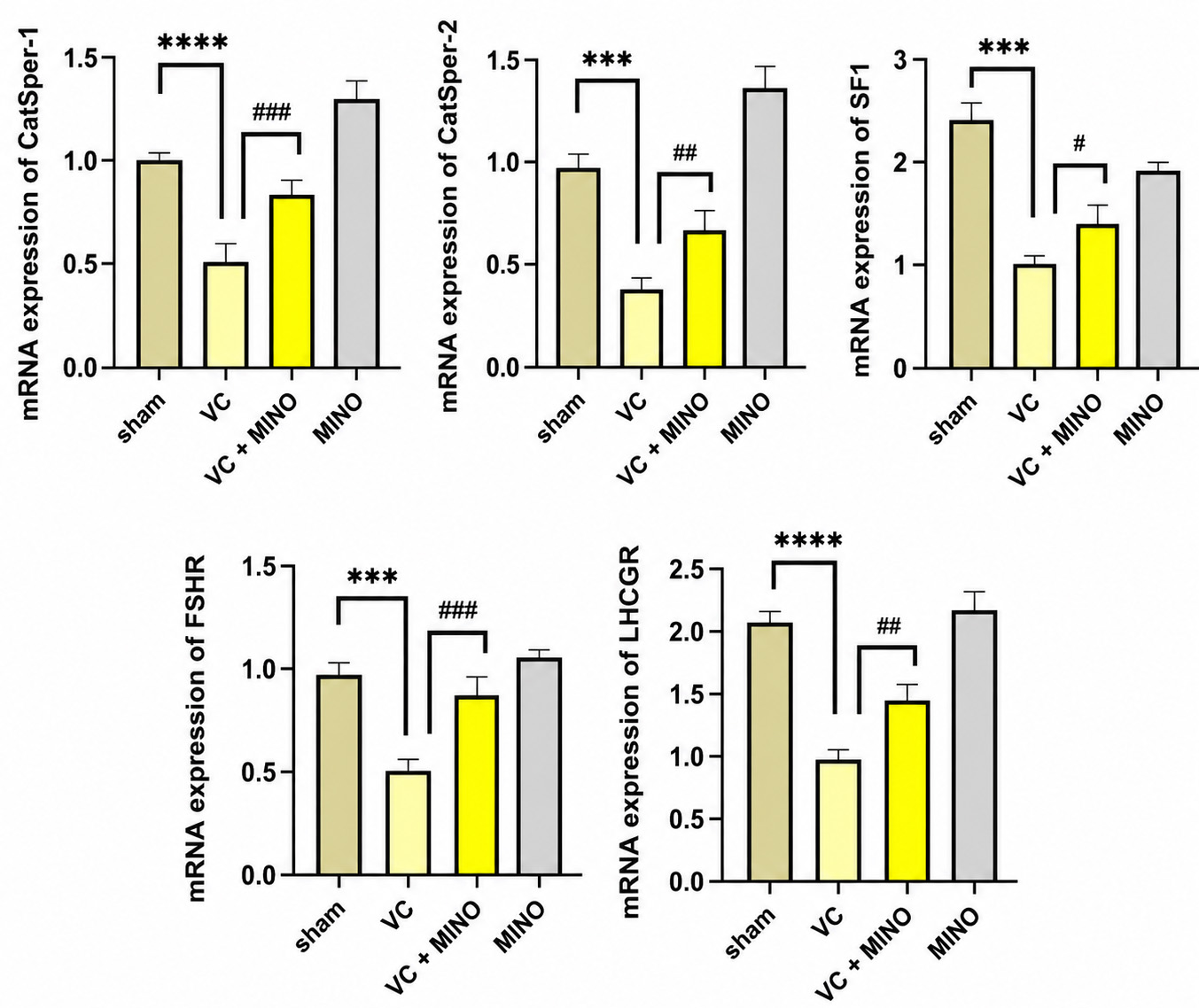mRNA expression of Catsper-1, CatSper-2,
LHCGR, FSHR, SF-1.#p < 0.05
vs. Varicocele group. Asterisk, (***) indicates a significant difference
(p < 0.001), (****) indicates a significant difference (p <
0.0001). Asterisk (#) indicates a significant difference (p <
0.05). (##) indicates a significant difference (p < 0.01),
(###) indicates a significant difference (p < 0.001). FSHR:
follicle stimulating hormone receptor; LHCGR: luteinizing
hormone/choriogonadotropin receptor; SF-1: Steroidogenic factor-1; VC:
varicocele; MINO: minocycline-only.